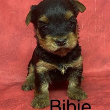chiot Yorkshire terrier BIBIE yorkshire à réserver Domaine de la Chantelaie