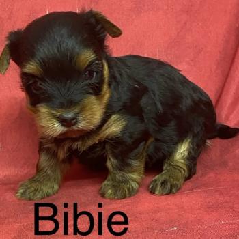 chiot Yorkshire terrier BIBIE yorkshire à réserver Domaine de la Chantelaie