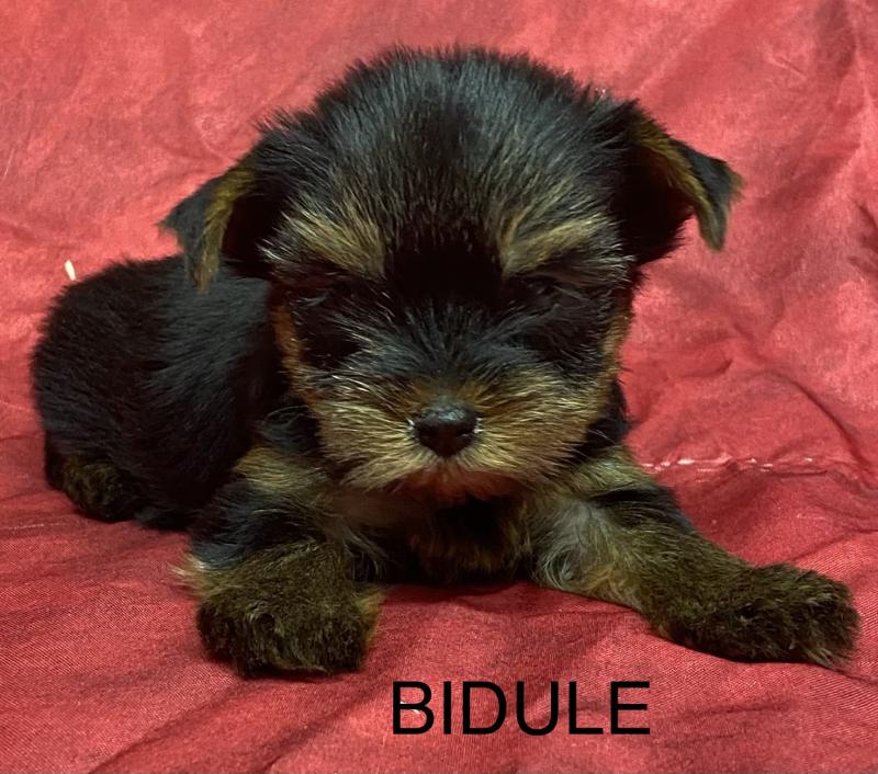 BIDULE yorkshire réserver Femelle Yorkshire terrier