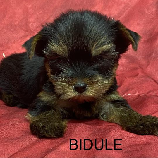 chiot Yorkshire terrier BIDULE yorkshire réserver Domaine de la Chantelaie