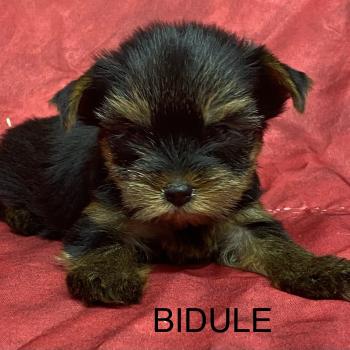 chiot Yorkshire terrier BIDULE yorkshire réserver Domaine de la Chantelaie