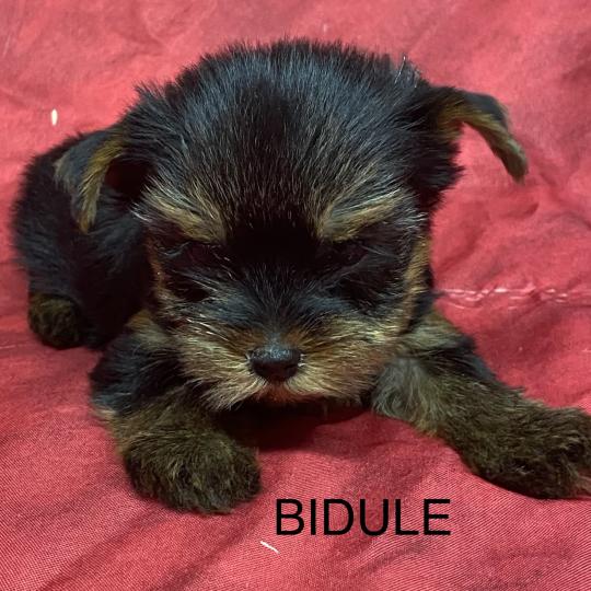 chiot Yorkshire terrier BIDULE yorkshire réserver Domaine de la Chantelaie