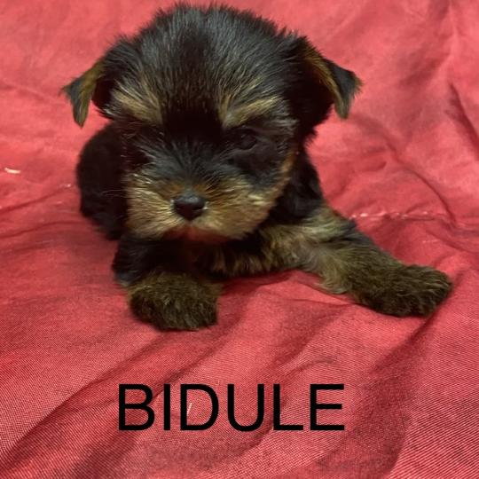 chiot Yorkshire terrier BIDULE yorkshire réserver Domaine de la Chantelaie