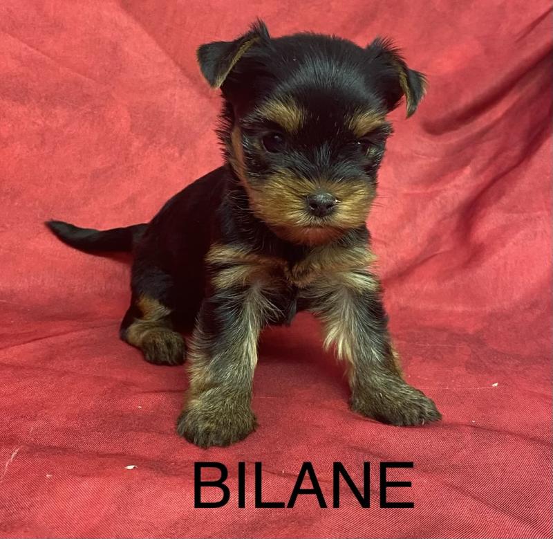 BILANE yorkshire à réserver Femelle Yorkshire terrier