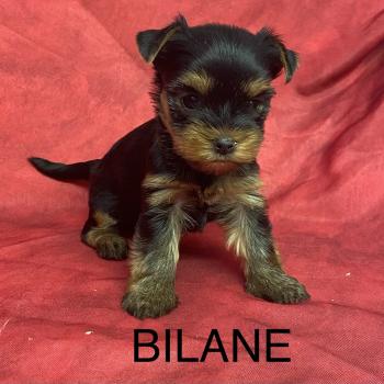 chiot Yorkshire terrier BILANE yorkshire à réserver Domaine de la Chantelaie