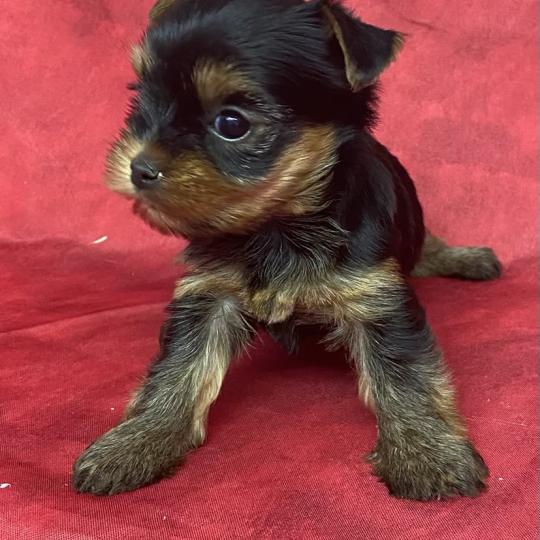 chiot Yorkshire terrier BILANE yorkshire à réserver Domaine de la Chantelaie
