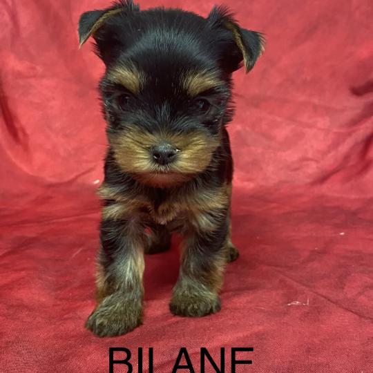 chiot Yorkshire terrier BILANE yorkshire à réserver Domaine de la Chantelaie