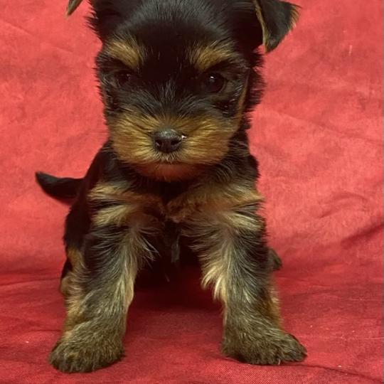 chiot Yorkshire terrier BILANE yorkshire à réserver Domaine de la Chantelaie