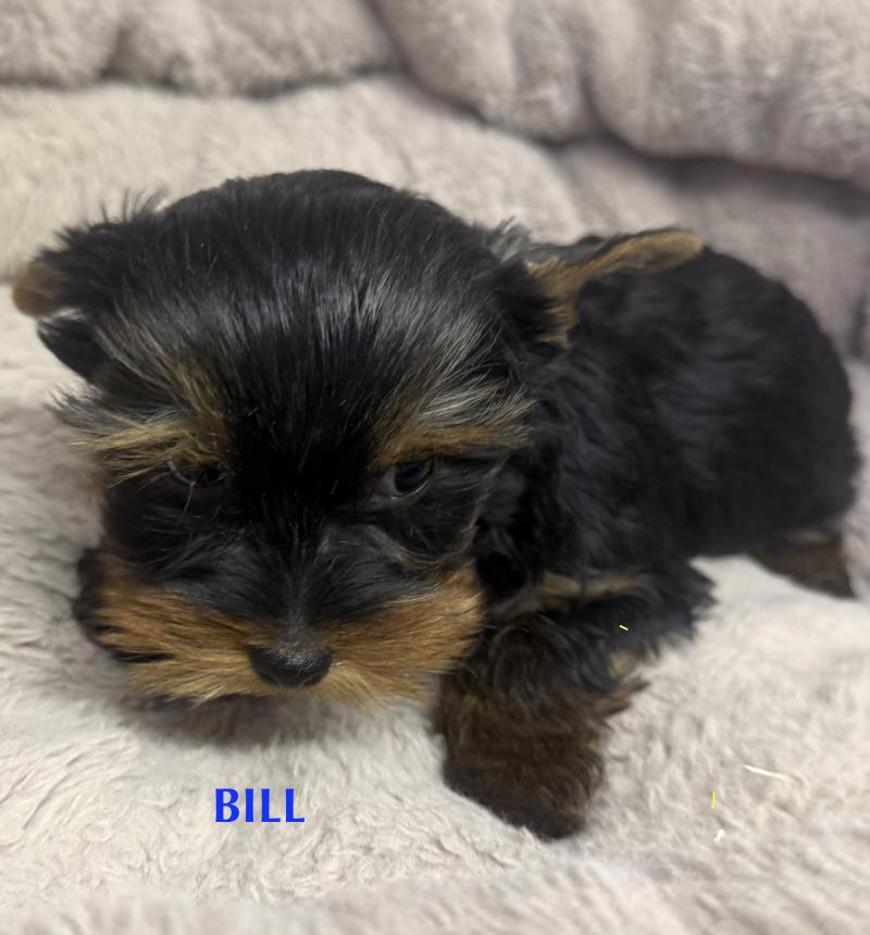 BILL york disponible Mâle Yorkshire terrier