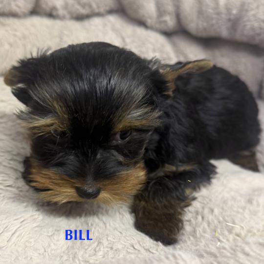 chiot Yorkshire terrier BILL york disponible Domaine de la Chantelaie