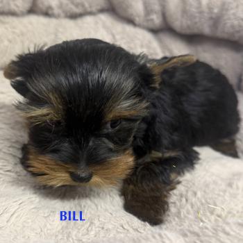 chiot Yorkshire terrier BILL york disponible Domaine de la Chantelaie