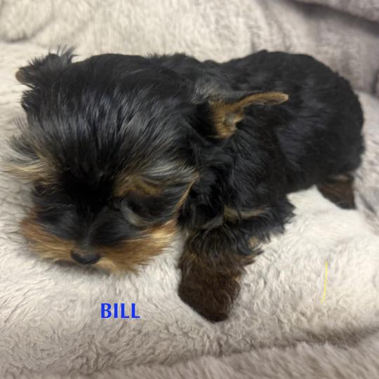 chiot Yorkshire terrier BILL york disponible Domaine de la Chantelaie