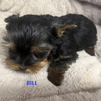 chiot Yorkshire terrier BILL york disponible Domaine de la Chantelaie