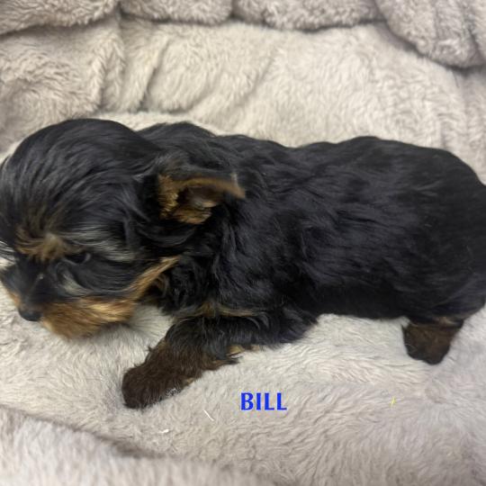 chiot Yorkshire terrier BILL york disponible Domaine de la Chantelaie