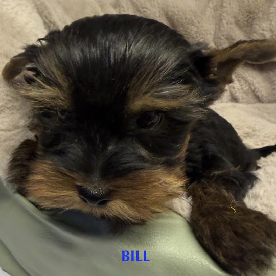chiot Yorkshire terrier BILL york disponible Domaine de la Chantelaie