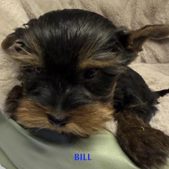 chiot Yorkshire terrier BILL york disponible Domaine de la Chantelaie