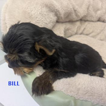 chiot Yorkshire terrier BILL york disponible Domaine de la Chantelaie