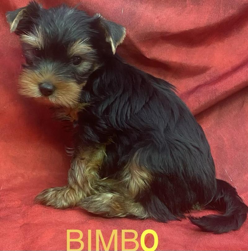BIMBO York disponible Mâle Yorkshire terrier