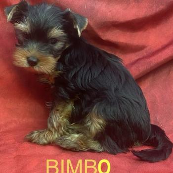 chiot Yorkshire terrier BIMBO York disponible Domaine de la Chantelaie
