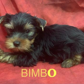 chiot Yorkshire terrier BIMBO York disponible Domaine de la Chantelaie