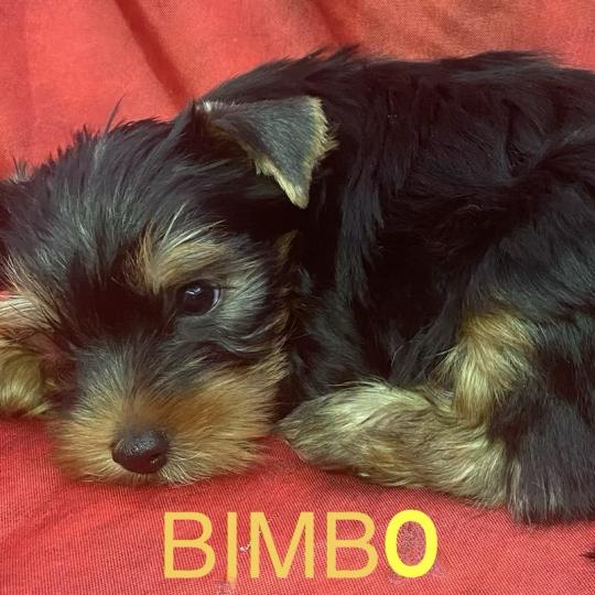 chiot Yorkshire terrier BIMBO York disponible Domaine de la Chantelaie