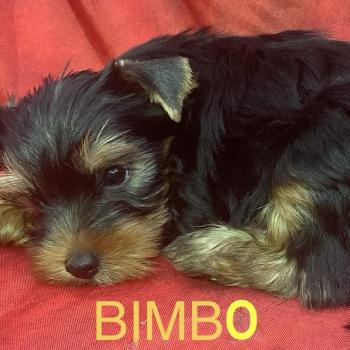 chiot Yorkshire terrier BIMBO York disponible Domaine de la Chantelaie
