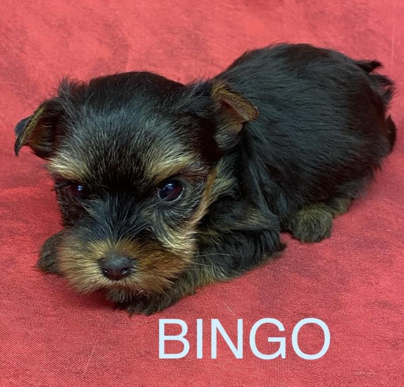 BINGO york à réserver Mâle Yorkshire terrier
