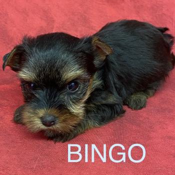 chiot Yorkshire terrier BINGO york à réserver Domaine de la Chantelaie