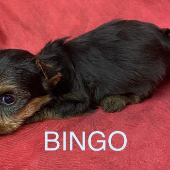 chiot Yorkshire terrier BINGO york à réserver Domaine de la Chantelaie