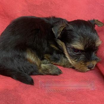 chiot Yorkshire terrier BINGO york à réserver Domaine de la Chantelaie