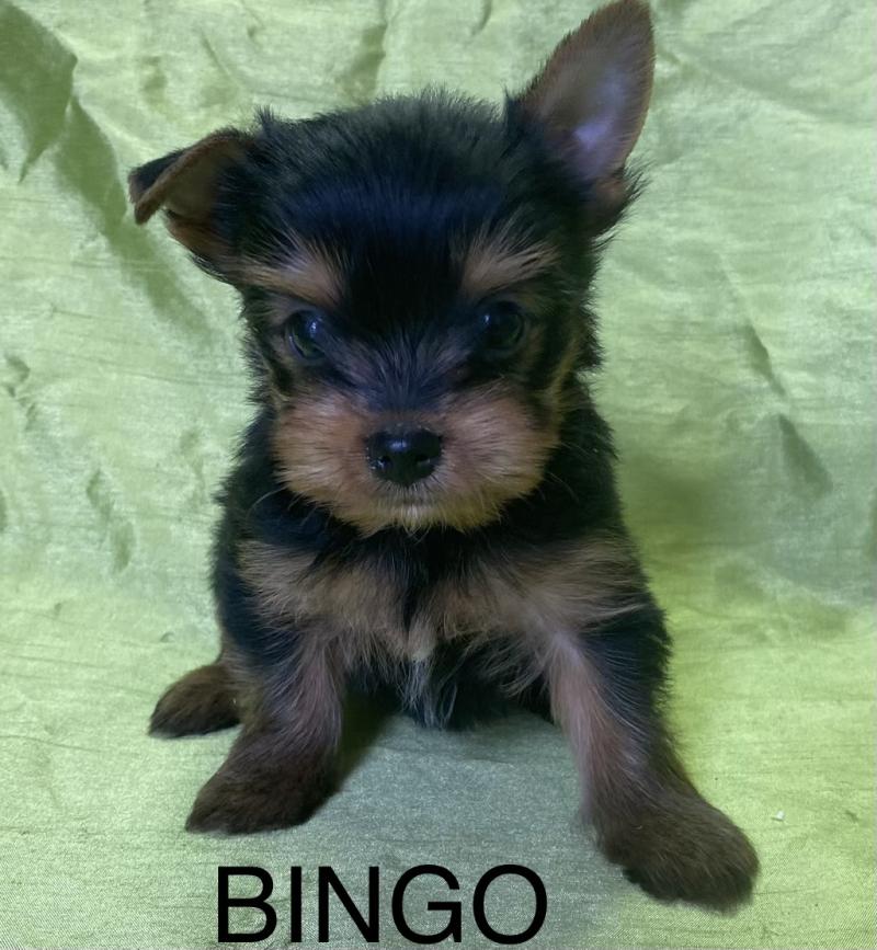 BINGO york disponible Mâle Yorkshire terrier