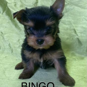 chiot Yorkshire terrier BINGO york disponible Domaine de la Chantelaie