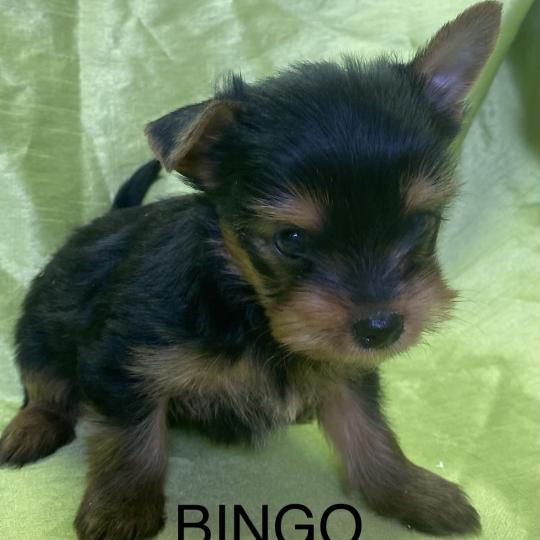 chiot Yorkshire terrier BINGO york disponible Domaine de la Chantelaie