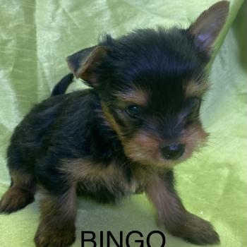 chiot Yorkshire terrier BINGO york disponible Domaine de la Chantelaie