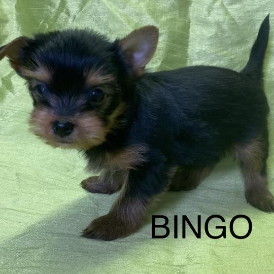 chiot Yorkshire terrier BINGO york disponible Domaine de la Chantelaie