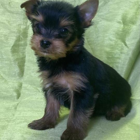chiot Yorkshire terrier BINGO york disponible Domaine de la Chantelaie