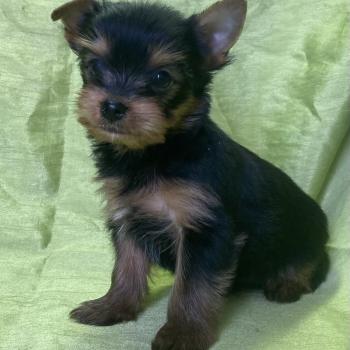 chiot Yorkshire terrier BINGO york disponible Domaine de la Chantelaie
