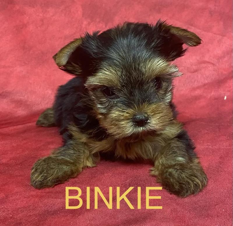 BINKIE yorkshire à réserver Femelle Yorkshire terrier