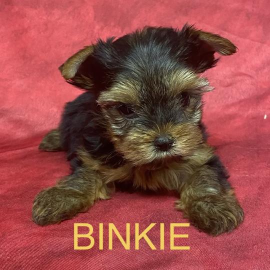 chiot Yorkshire terrier BINKIE yorkshire à réserver Domaine de la Chantelaie