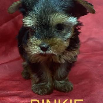 chiot Yorkshire terrier BINKIE yorkshire à réserver Domaine de la Chantelaie