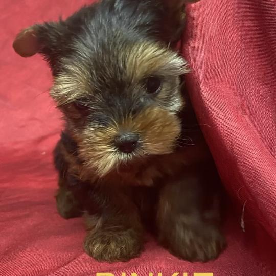 chiot Yorkshire terrier BINKIE yorkshire à réserver Domaine de la Chantelaie