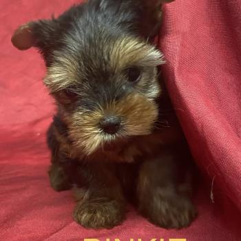chiot Yorkshire terrier BINKIE yorkshire à réserver Domaine de la Chantelaie