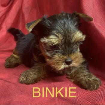 chiot Yorkshire terrier BINKIE yorkshire à réserver Domaine de la Chantelaie