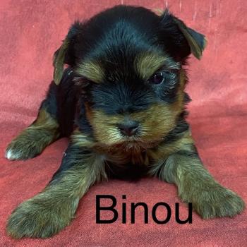 chiot Yorkshire terrier BINOU yorkshire à réserver Domaine de la Chantelaie
