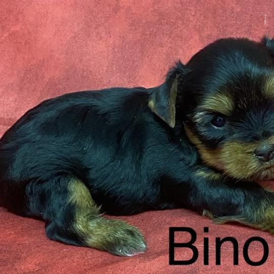 chiot Yorkshire terrier BINOU yorkshire à réserver Domaine de la Chantelaie