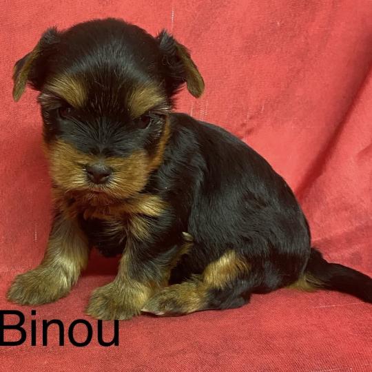 chiot Yorkshire terrier BINOU yorkshire à réserver Domaine de la Chantelaie