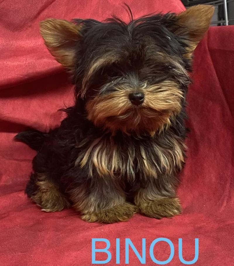 BINOU yorkshire DISPONIBLE Mâle Yorkshire terrier