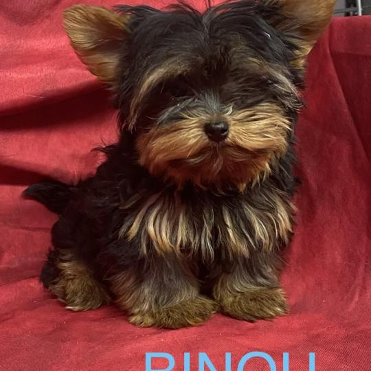 chiot Yorkshire terrier BINOU yorkshire à réserver Domaine de la Chantelaie