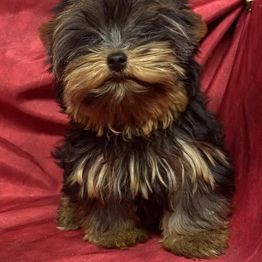 chiot Yorkshire terrier BINOU yorkshire à réserver Domaine de la Chantelaie
