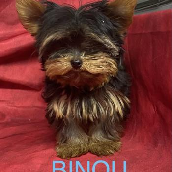chiot Yorkshire terrier BINOU yorkshire à réserver Domaine de la Chantelaie